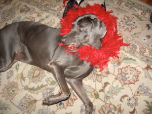 I'm not a diva...I just dress like one I'm not a diva...I just dress like one