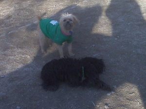 Bitsy watches in horror as Lilly coats herself in mud
