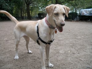 Lilly waiting for the ball