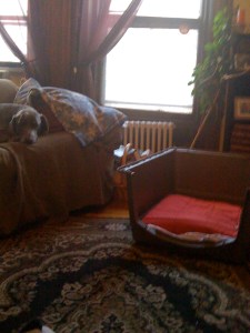 Cinder studiously ignoring her new travel crate