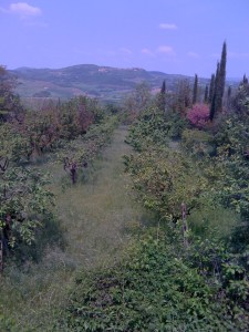 My favorite part of Tuscany - the olive trees and grape vines