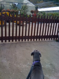 The nursery near our house