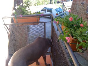 Cinder stares at Theo while I put flowers on our porch