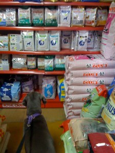 Cinder browses at the petstore