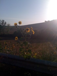 Sunflowers