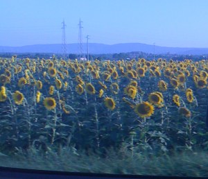 more sunflowers