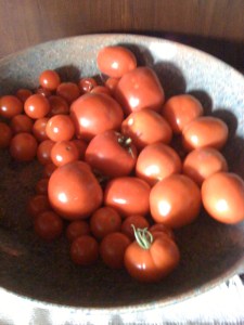 Birthday tomatoes from Carla's garden