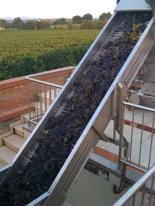 The grapes take a ride into the separator