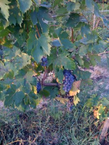 My first grapes to cut