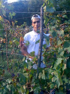 Mohammad teaches me which grapes to discard