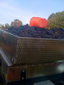 Our first load of grapes