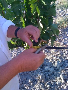 checking the sugar content of the grapes