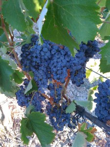 The grapes are almost mature