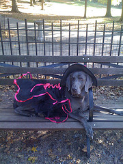 She's got nerve calling me a witch when she put me in a tutu.