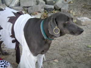 But I don't wanna be a pirate!