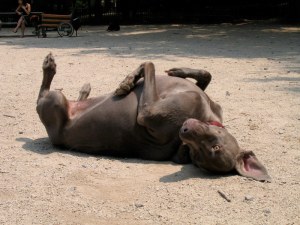 After a bath, it's best to roll in the disgusting dirt of the dog run.  Repeat until the clean smell is but a distant memory.