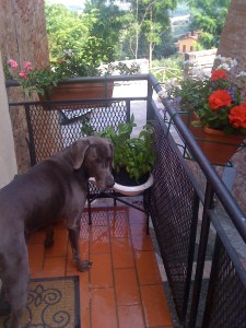 First apartment in Tuscany