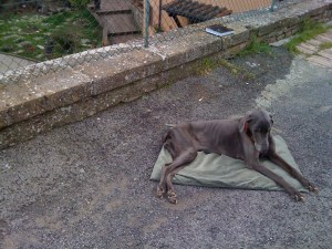 One of Cinder's last pics