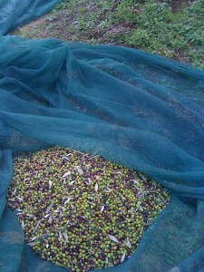 The trees are laden this year... four trees yielded over 100 kios of olives!