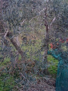 Olive harvesting at Pietramonti